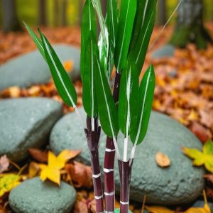 wooden handicraft sugarcane plant