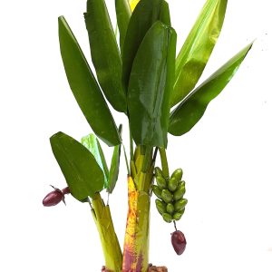handicrafst banana tree 1.6 ft home and pooja decor